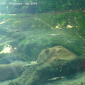 20090423 Singapore Zoo  11 of 31 